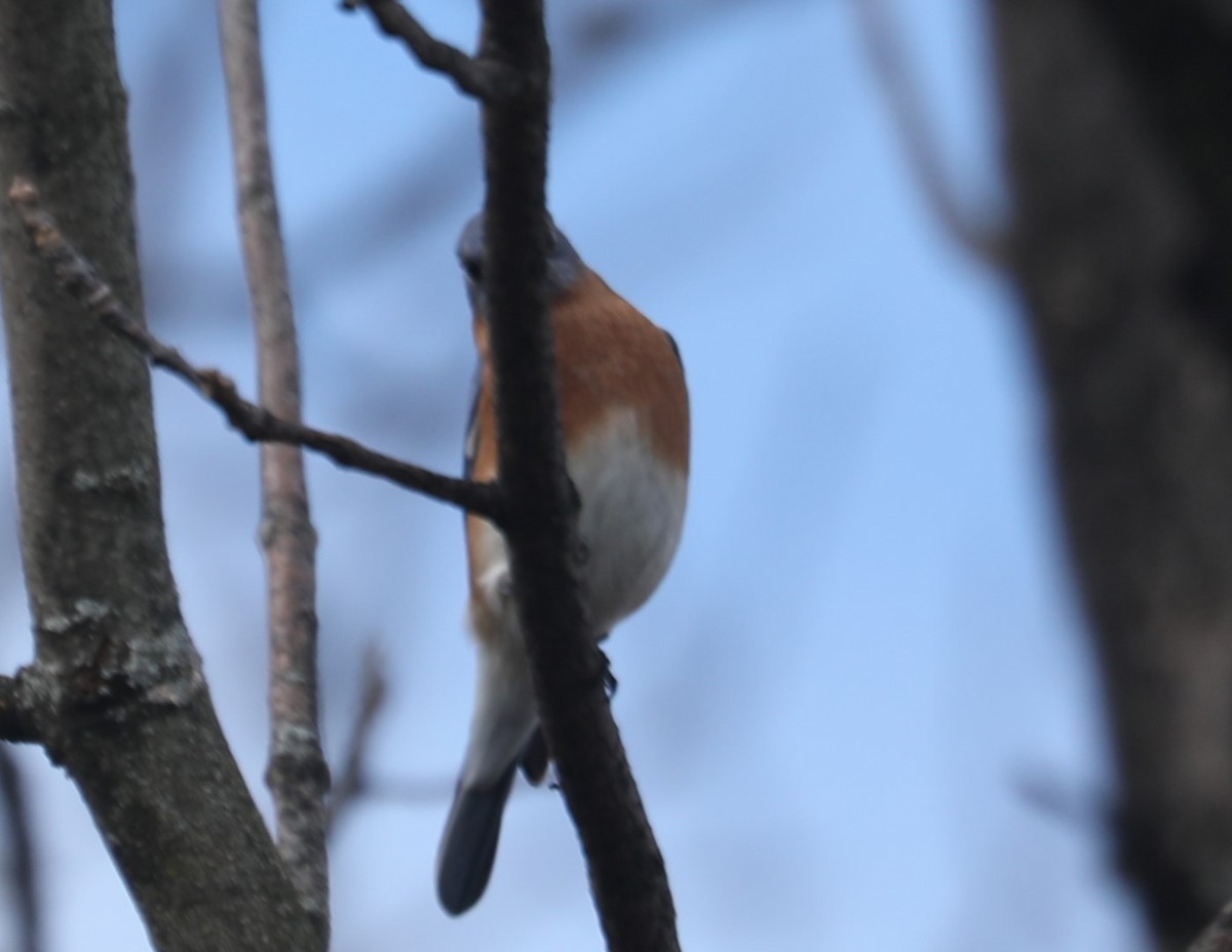 Eastern Bluebird (Eastern) - ML505197371