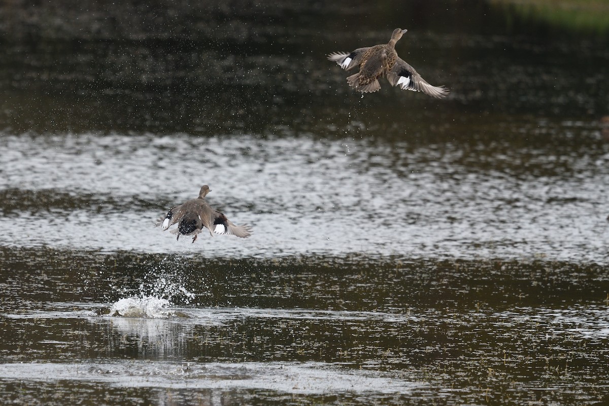 Gadwall - ML505197761