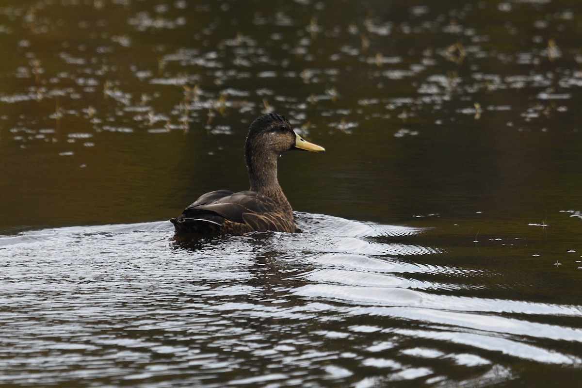 Mallard/Mottled Duck - Shane Carroll