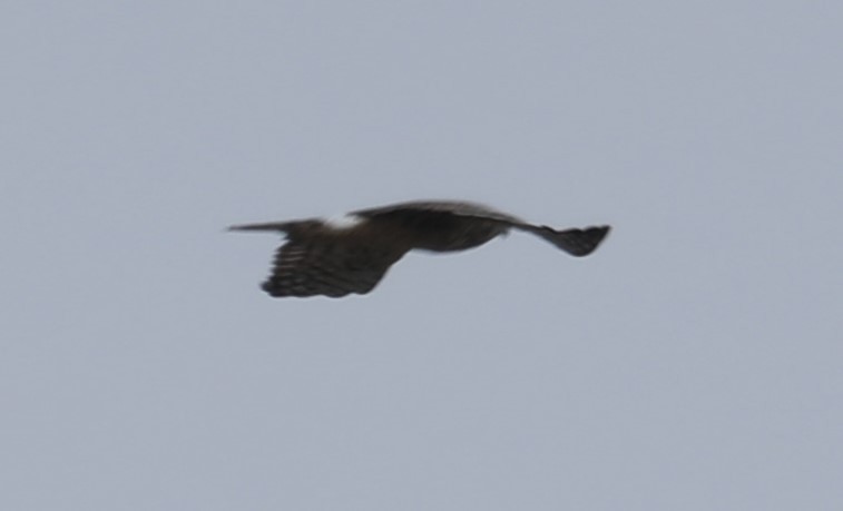 Northern Harrier - ML505198081