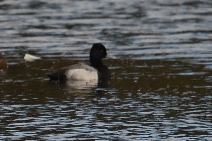 Lesser Scaup - ML505198171