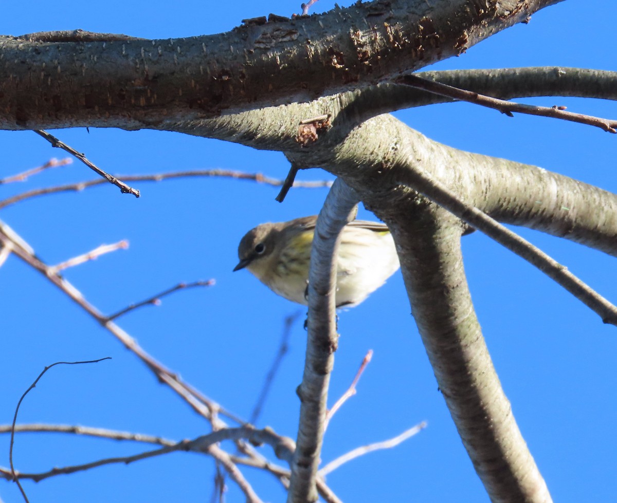 Yellow-rumped Warbler (Myrtle) - ML505198561
