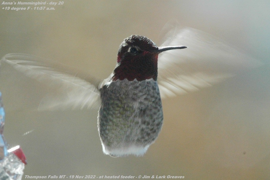 Anna's Hummingbird - ML505198581