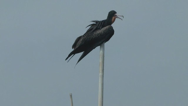 Christmas Island Frigatebird - ML505198711