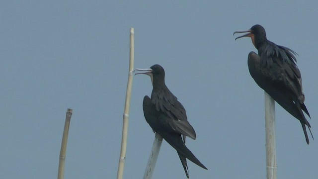 Lesser Frigatebird - ML505198891