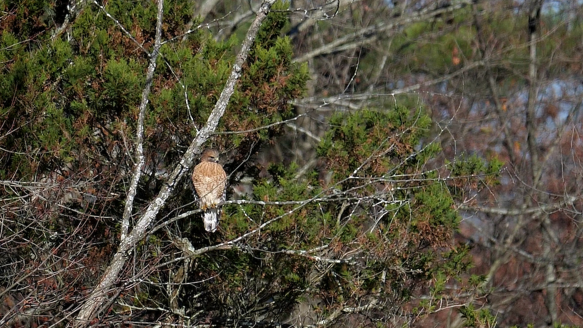 Red-shouldered Hawk (lineatus Group) - ML505198981