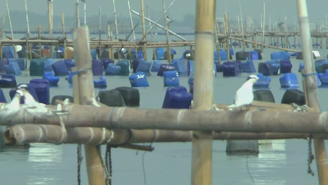 Black-naped Tern - ML505199021