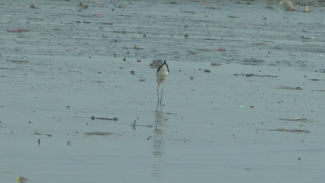 Pied Stilt - ML505199231