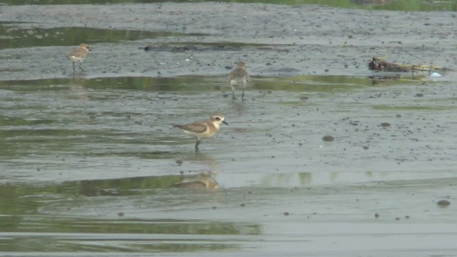 Siberian/Tibetan Sand-Plover - ML505199431