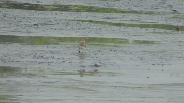 Javan Plover - ML505199491