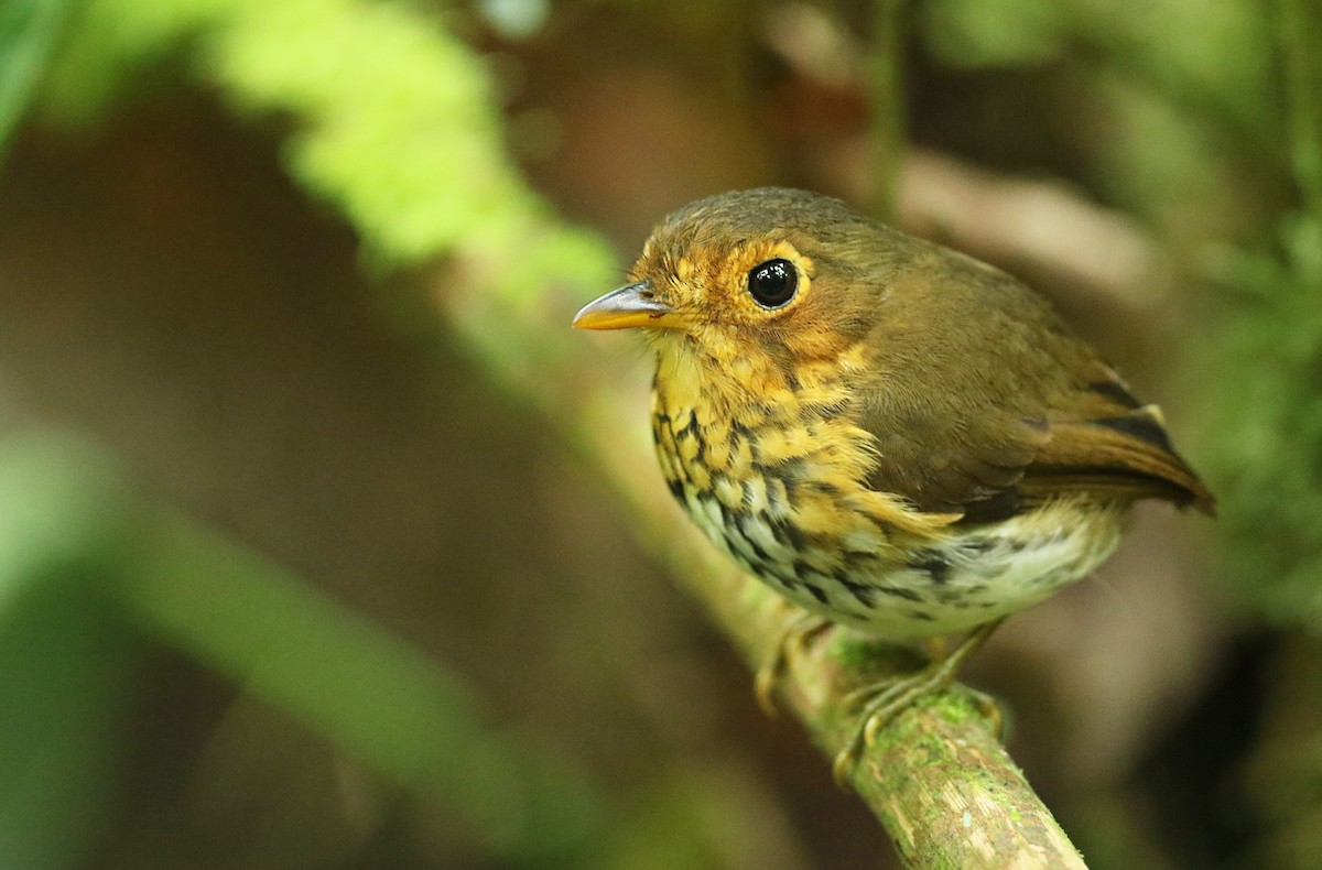Ochre-breasted Antpitta - Luke Seitz