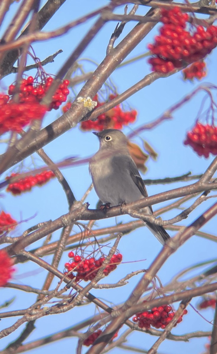 Townsend's Solitaire - ML505200001