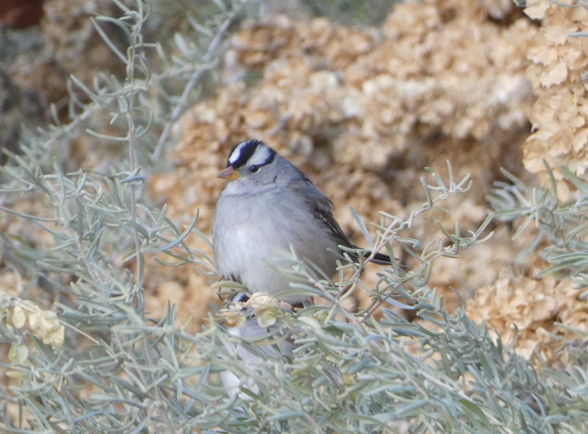 White-crowned Sparrow - ML505201181