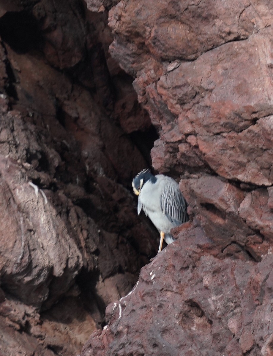 Yellow-crowned Night Heron - ML505201661