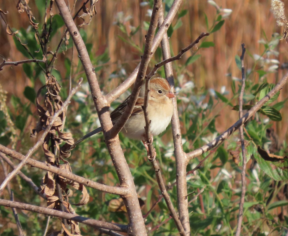 Field Sparrow - Lori Arent