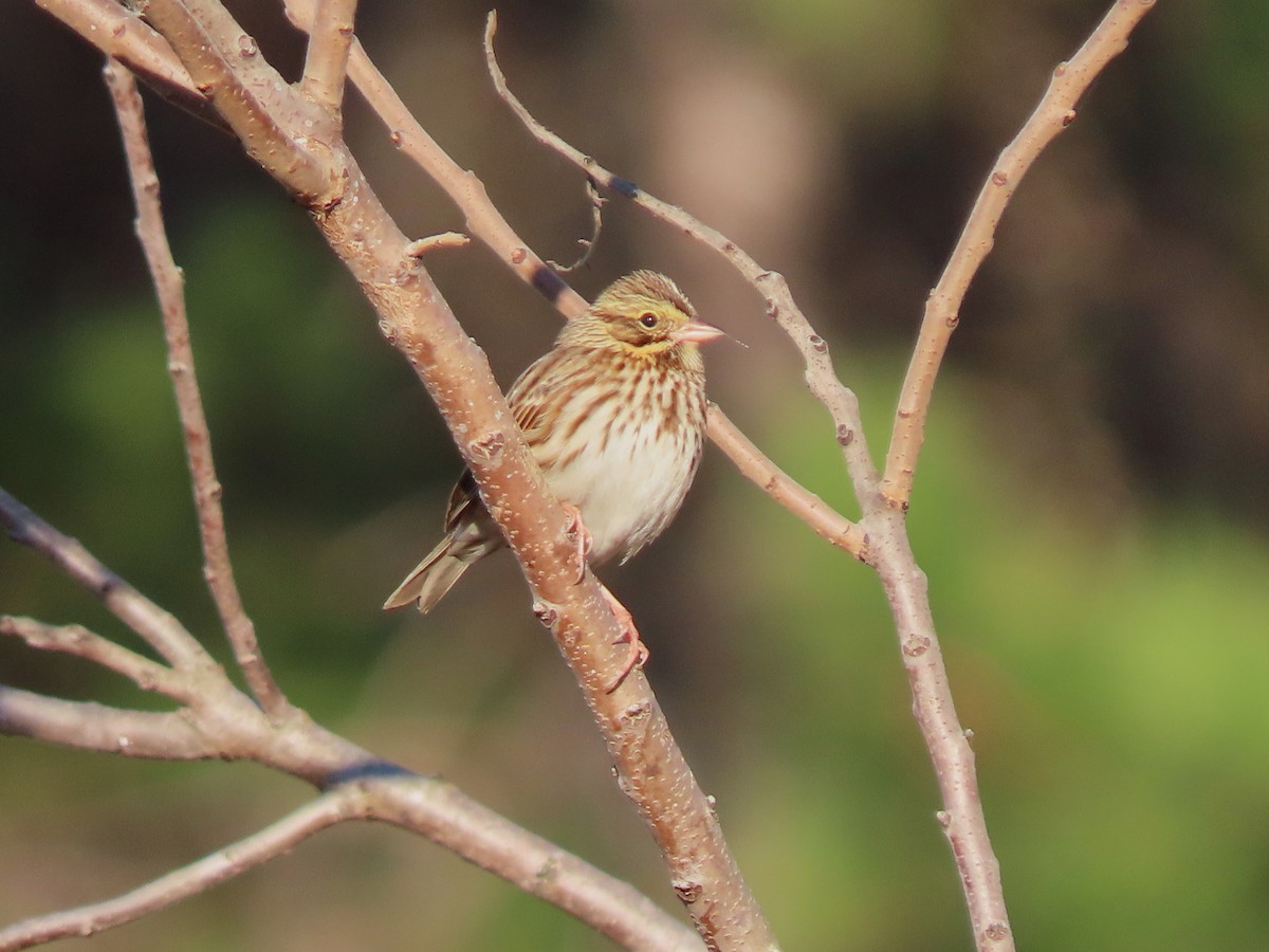 Savannah Sparrow - Lori Arent