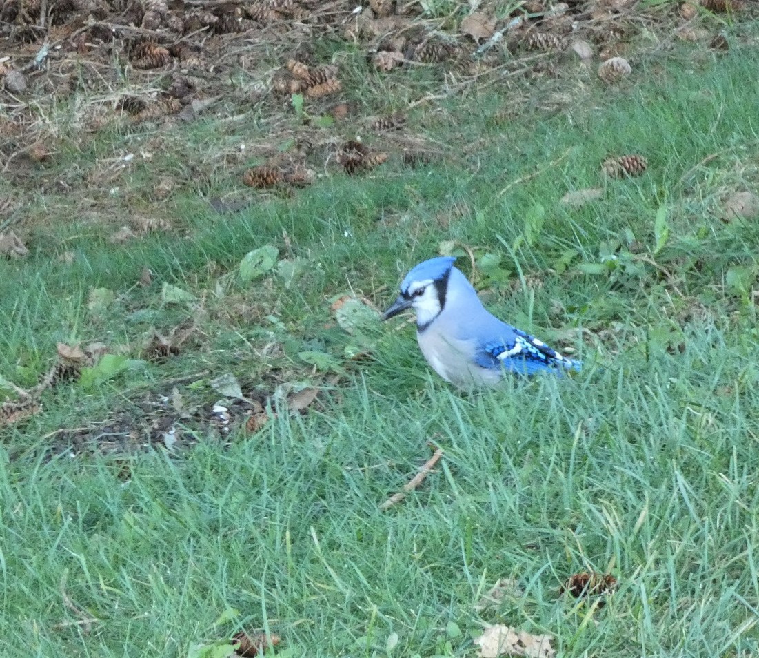 Blue Jay - Sandra Bourque