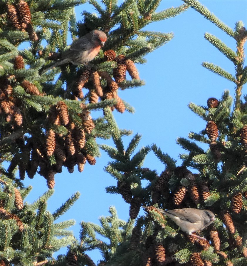 House Finch - Sandra Bourque