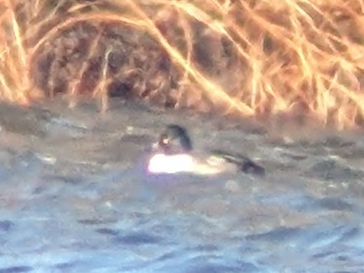 Common Goldeneye x Hooded Merganser (hybrid) - ML505203141