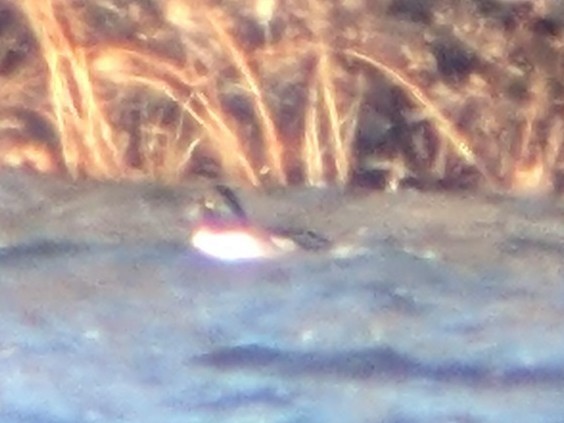 Common Goldeneye x Hooded Merganser (hybrid) - ML505203171