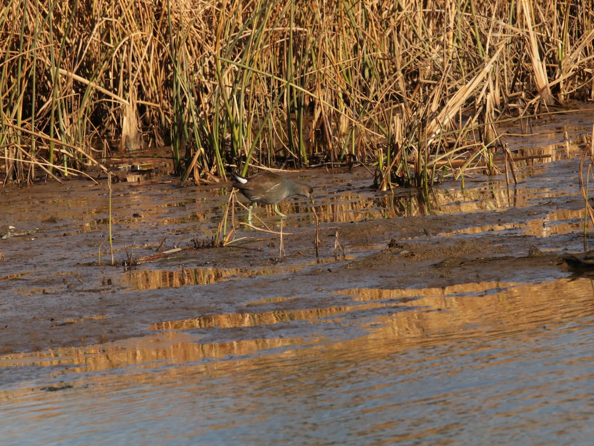 Common Gallinule - John Loch