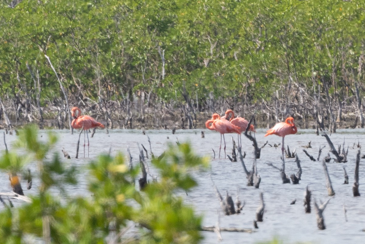 Flamant des Caraïbes - ML505203611