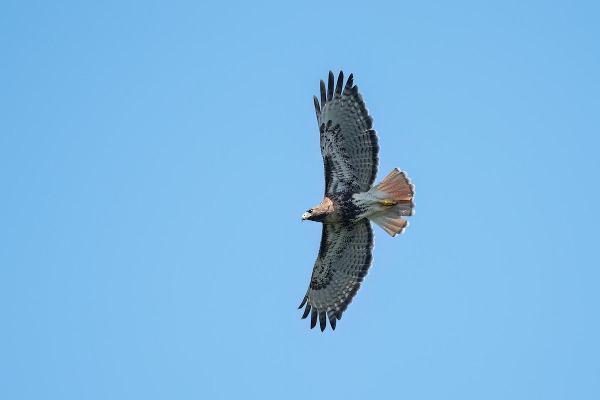 Red-tailed Hawk - ML505203701