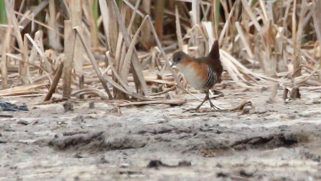 Rufous-sided Crake - ML505204051