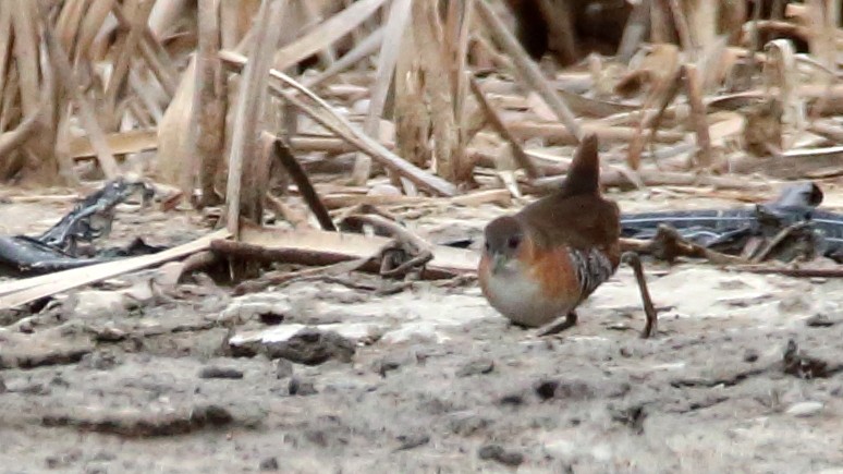 Rufous-sided Crake - ML505204181