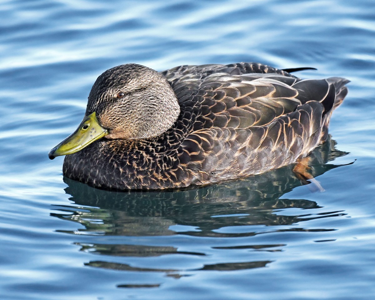 American Black Duck - ML505204521