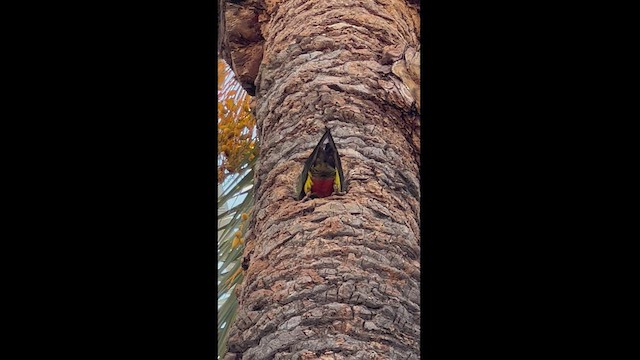 Burrowing Parakeet - ML505206571