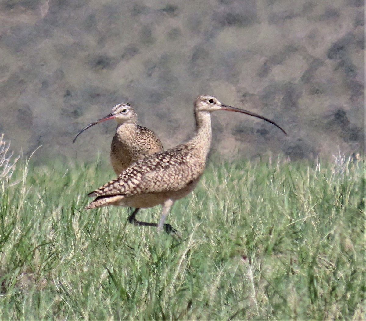 Long-billed Curlew - ML505206871