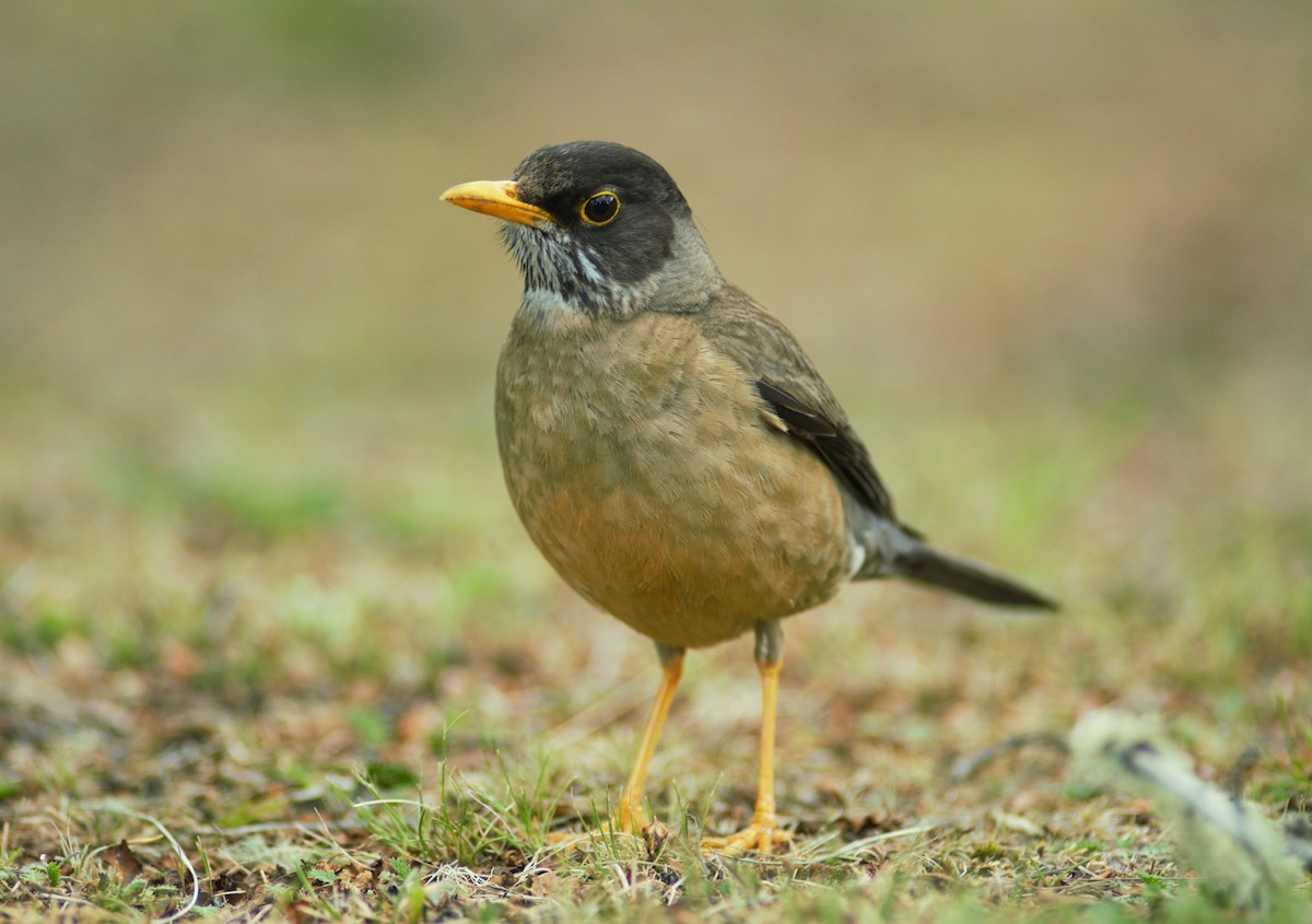 Austral Thrush (Magellan) - Lailson Marques