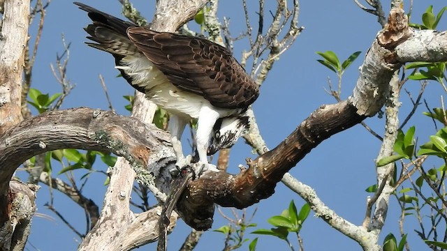 Osprey - ML505207961