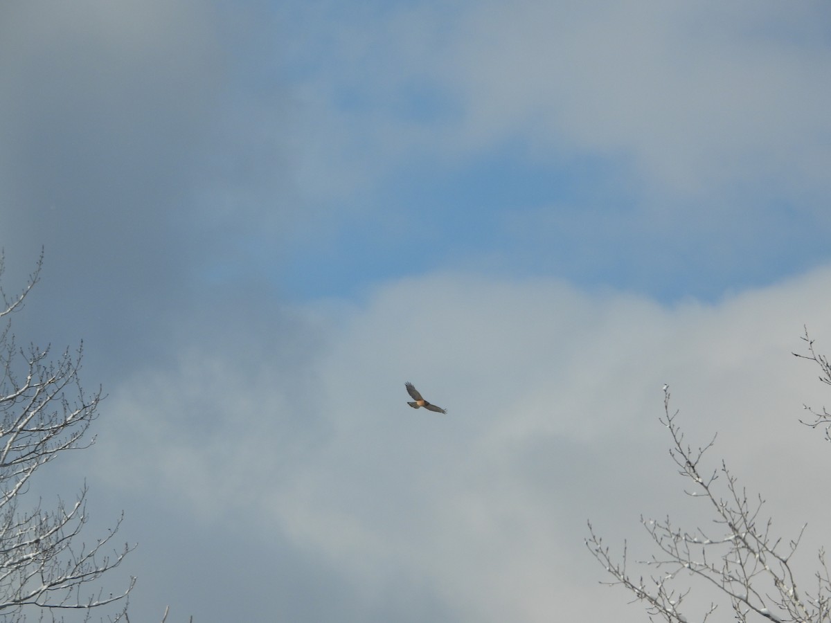 Red-shouldered Hawk - ML505210131