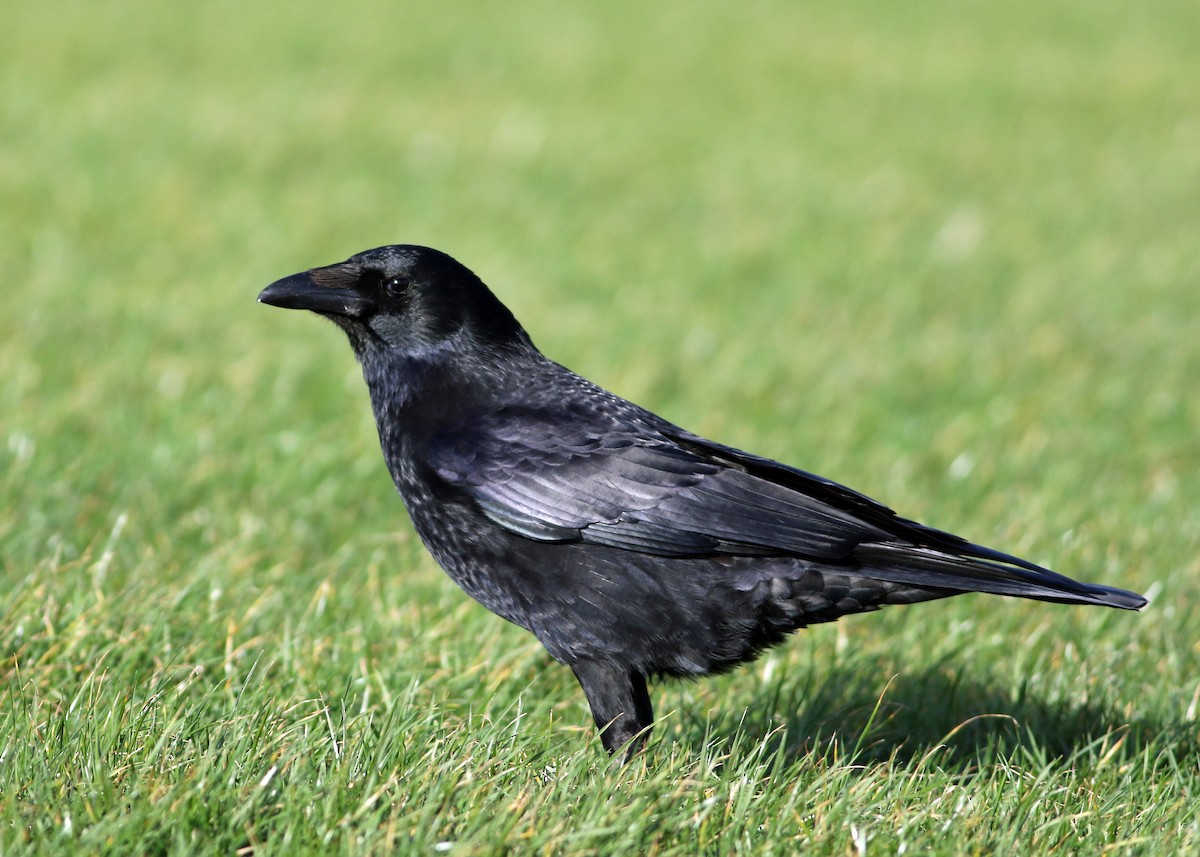 Carrion Crow - Tim Harrop