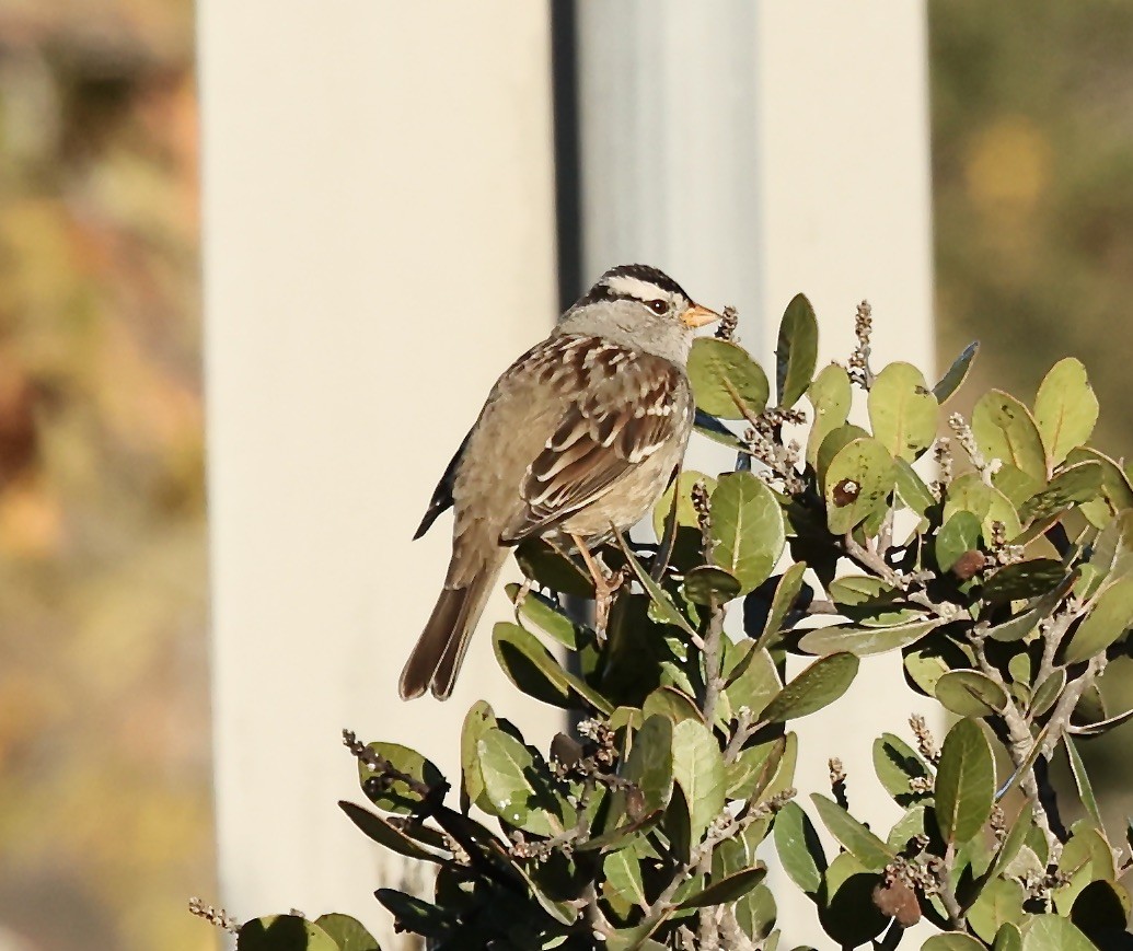 Bruant à couronne blanche - ML505213681