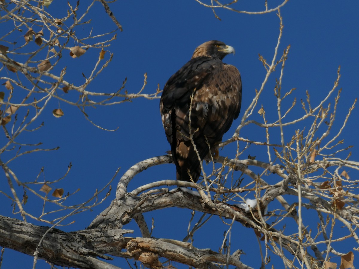 Steinadler - ML505214071