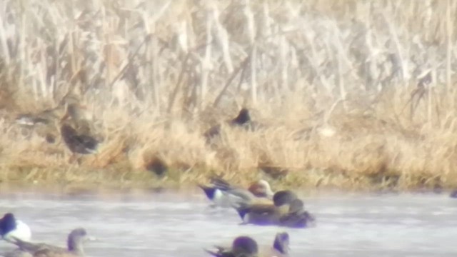 Eurasian Wigeon - ML505214241