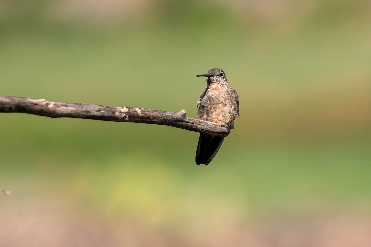 Giant Hummingbird - Pam Bruns & Ken Smith