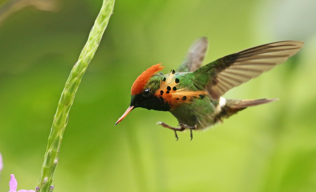 Tufted Coquette - Luke Seitz