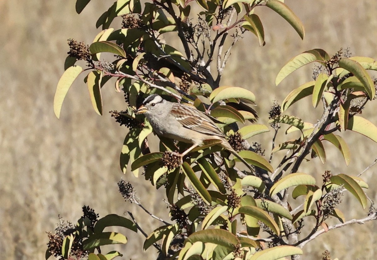 Bruant à couronne blanche - ML505215591