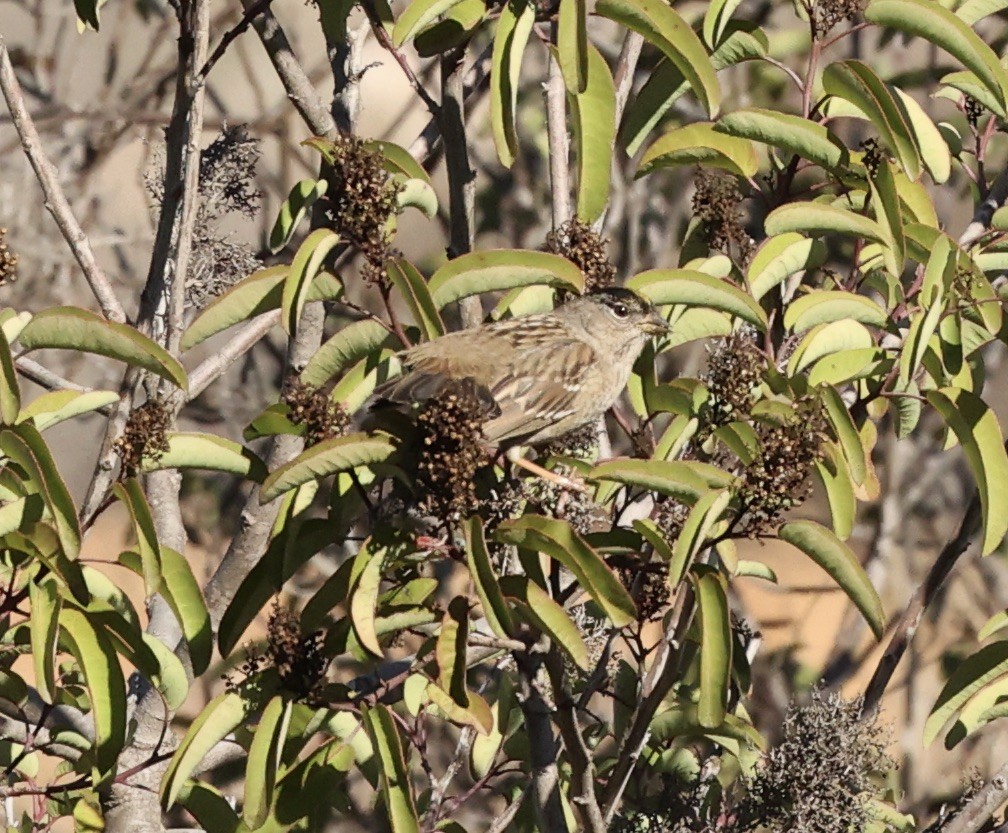 Golden-crowned Sparrow - Millie and Peter Thomas