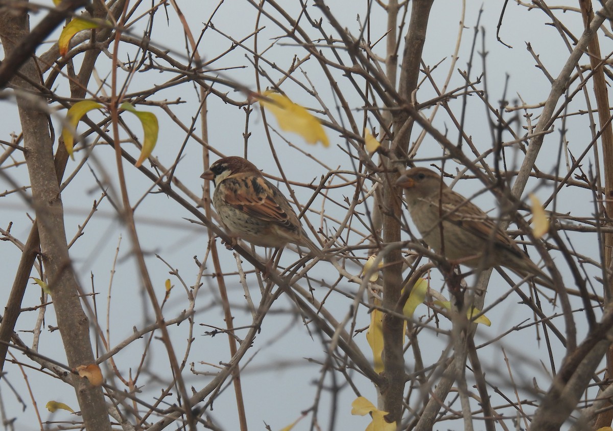 Spanish Sparrow - ML505216551