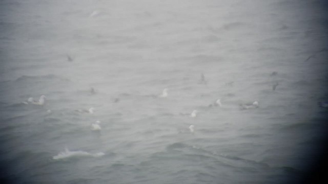 Océanite à queue fourchue - ML505217041