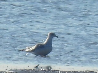 Ring-billed Gull - ML505217201