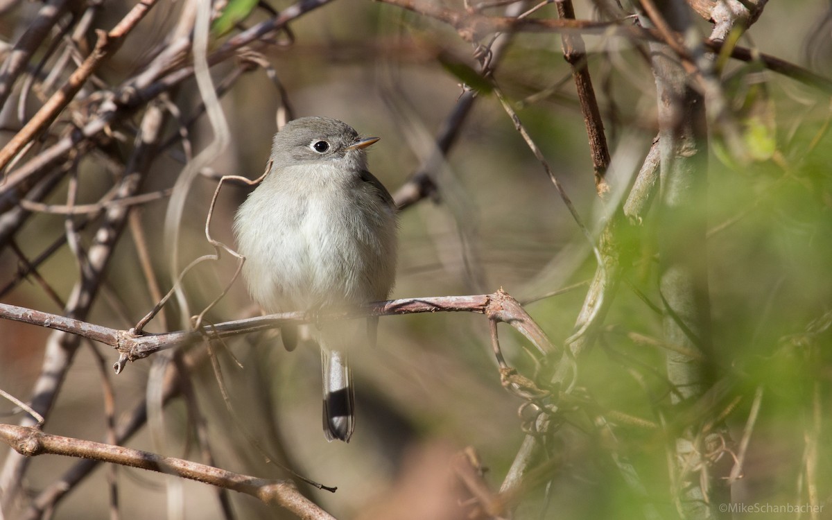 Hammond's Flycatcher - ML505217751