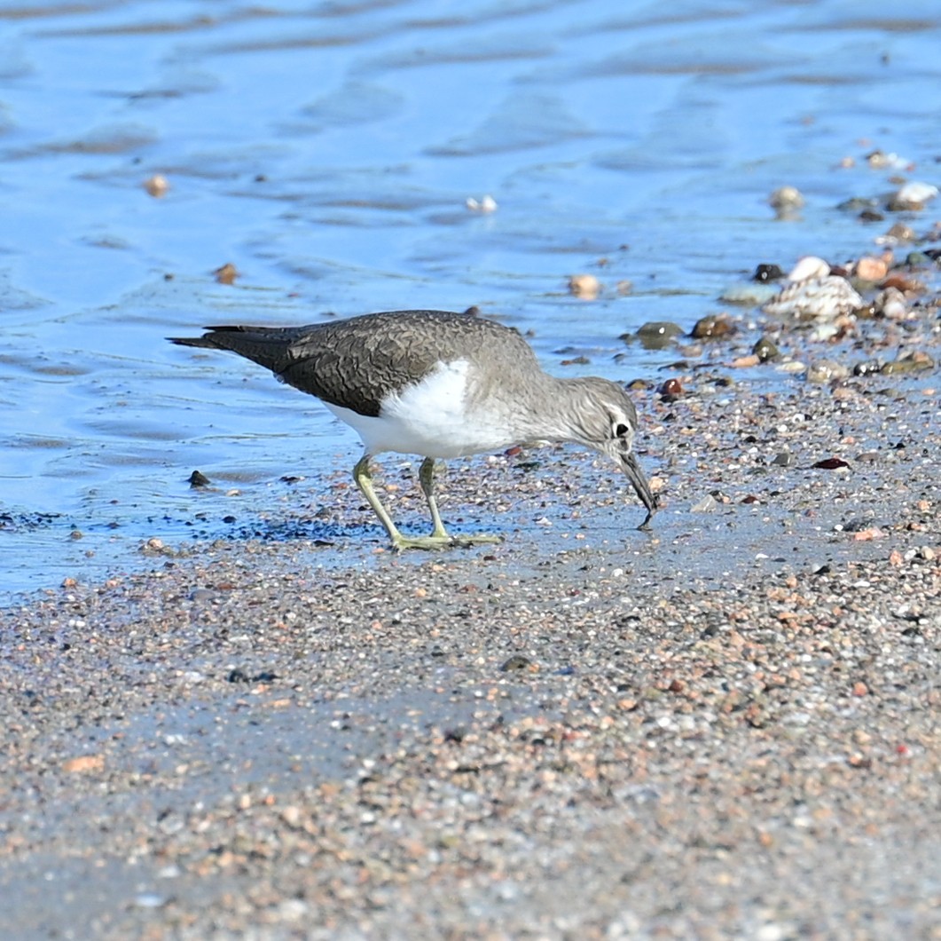 Common Sandpiper - Victor Pássaro