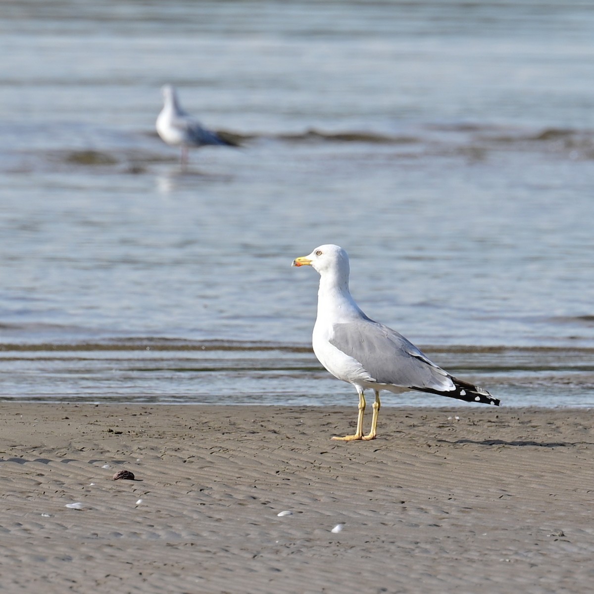Yellow-legged Gull - Victor Pássaro