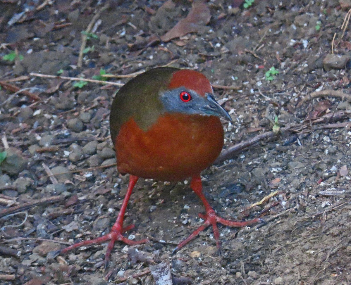 Russet-crowned Crake - ML505220431